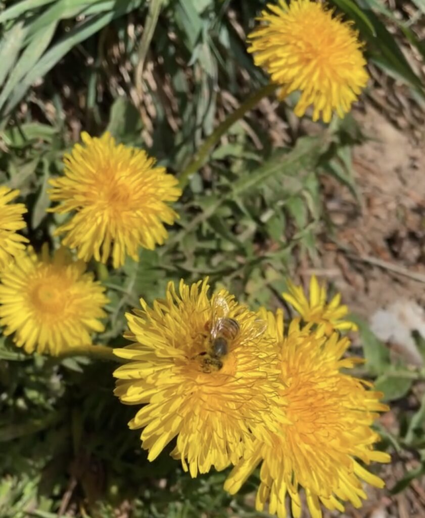 Biene Sitze auf einer Blüte und sammelt Löwenzahnhonig